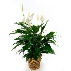 8" Peace Lily in a basket